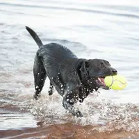 Kong AirDog Squeaker Football  - фото 3