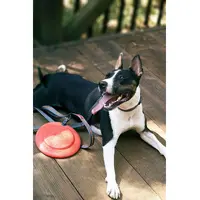 Dexas Off Leash Frisbee Flyer  - фото 4