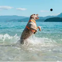 Zee.Dog Cannon Ball  - фото 5