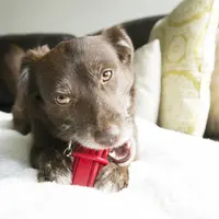 Kong Dental Stick  - фото 3