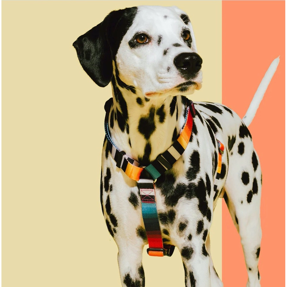 Zee.Dog Prisma H-Harness  - фото 4