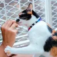 Zee.Dog Prisma Cat Collar  - фото 2