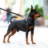 WAUDOG Innovative Waterproof Leash  - фото 6