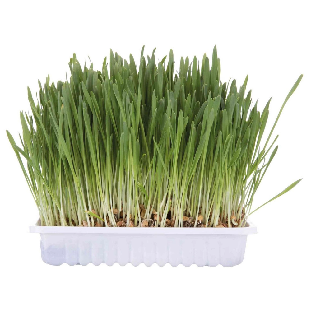 Trixie Softgrass Cat   - фото 2