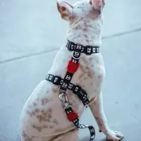 Zee.Dog Skull 2.0 H-Harness  - фото 3