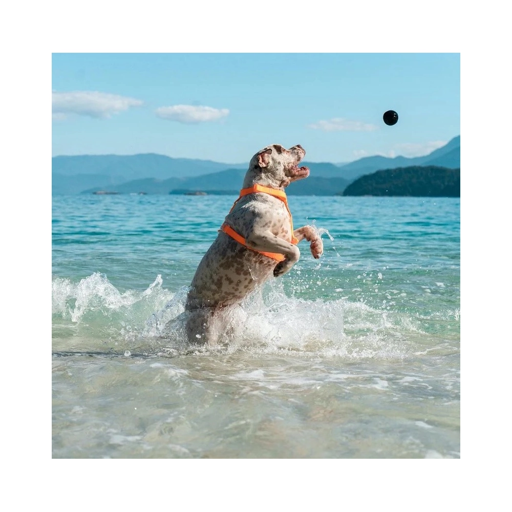 Zee.Dog Cannon Ball  - фото 5