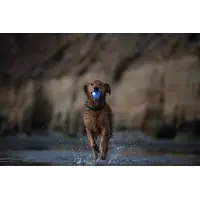 Planet Dog Strobe Ball  - фото 4