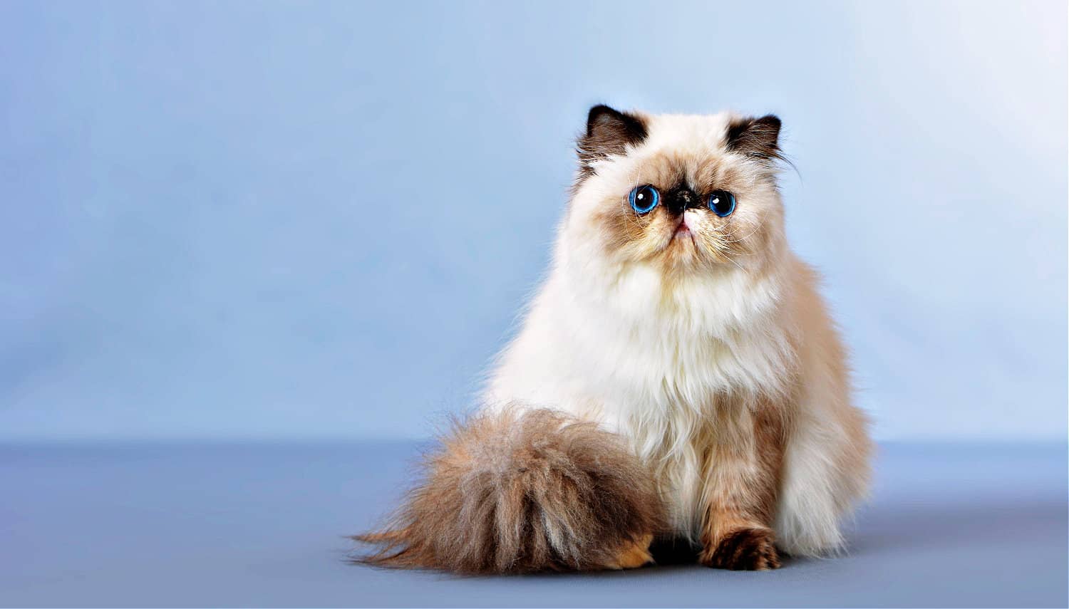 Персидская кошка