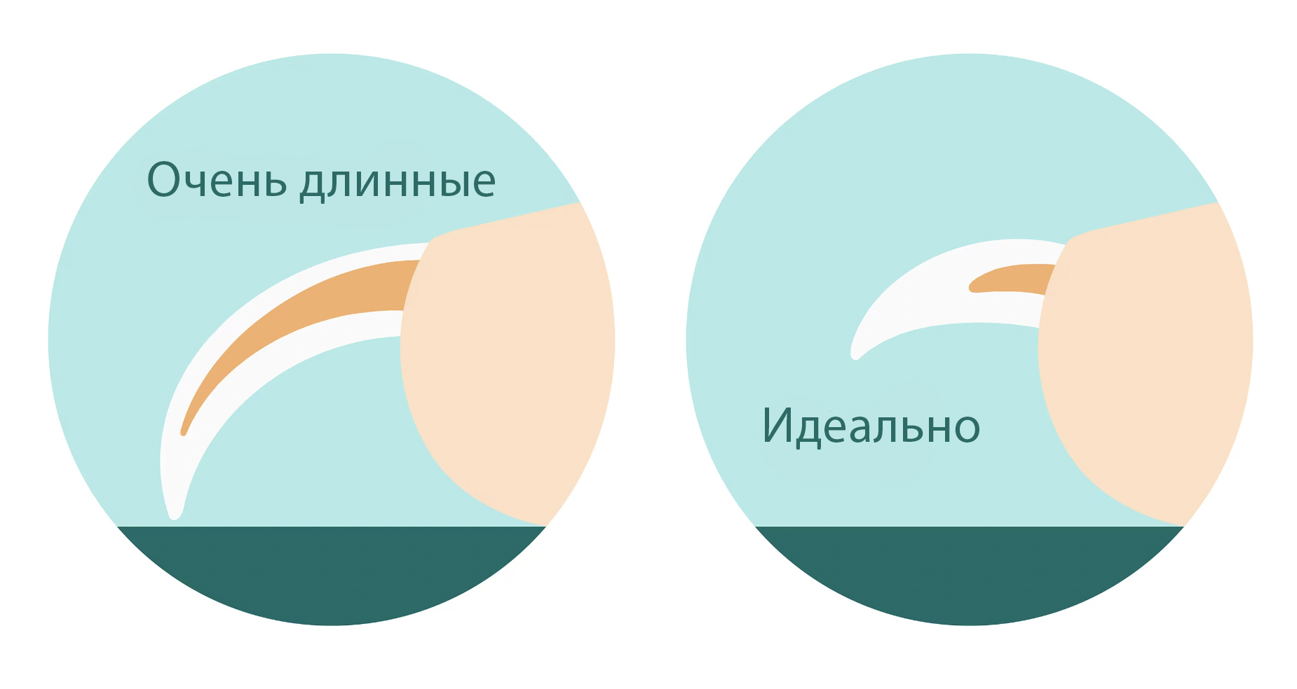 длинные когти у собак
