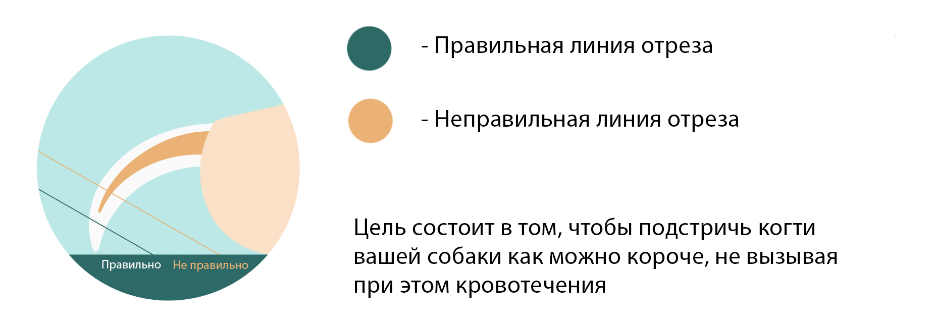 где отрезать когти собаке
