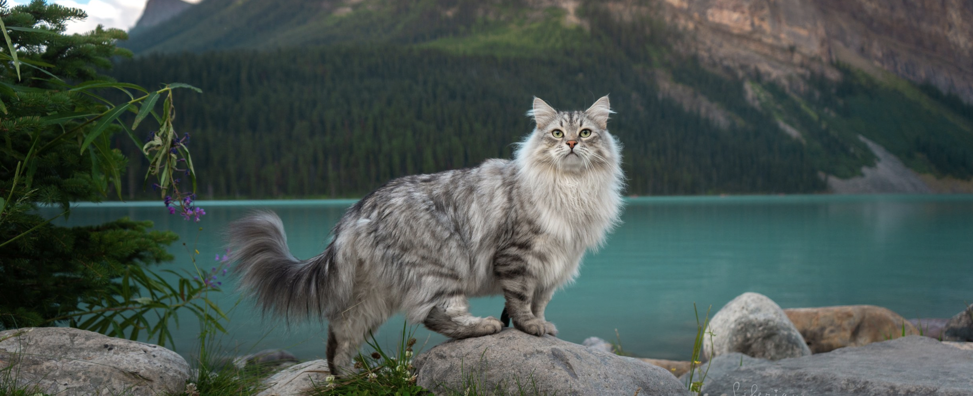 сибирская кошка