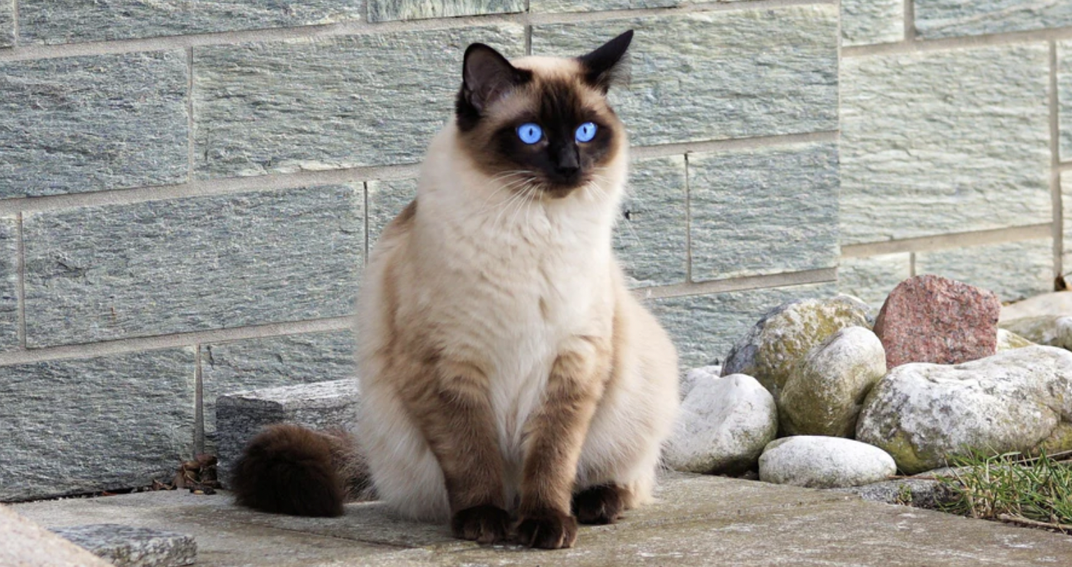 сиамская кошка