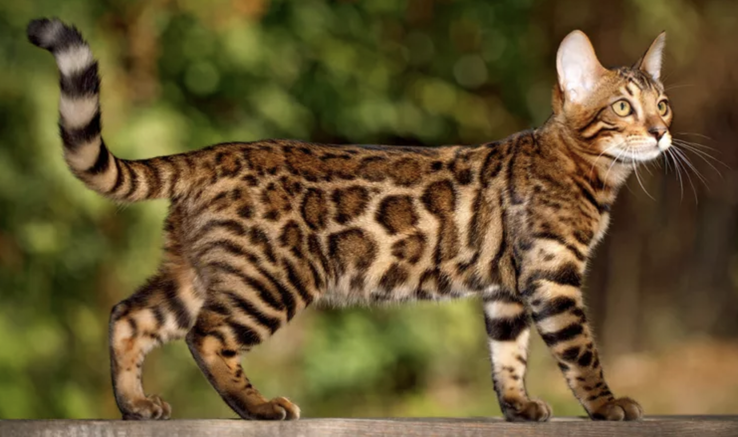 бенгальская кошка
