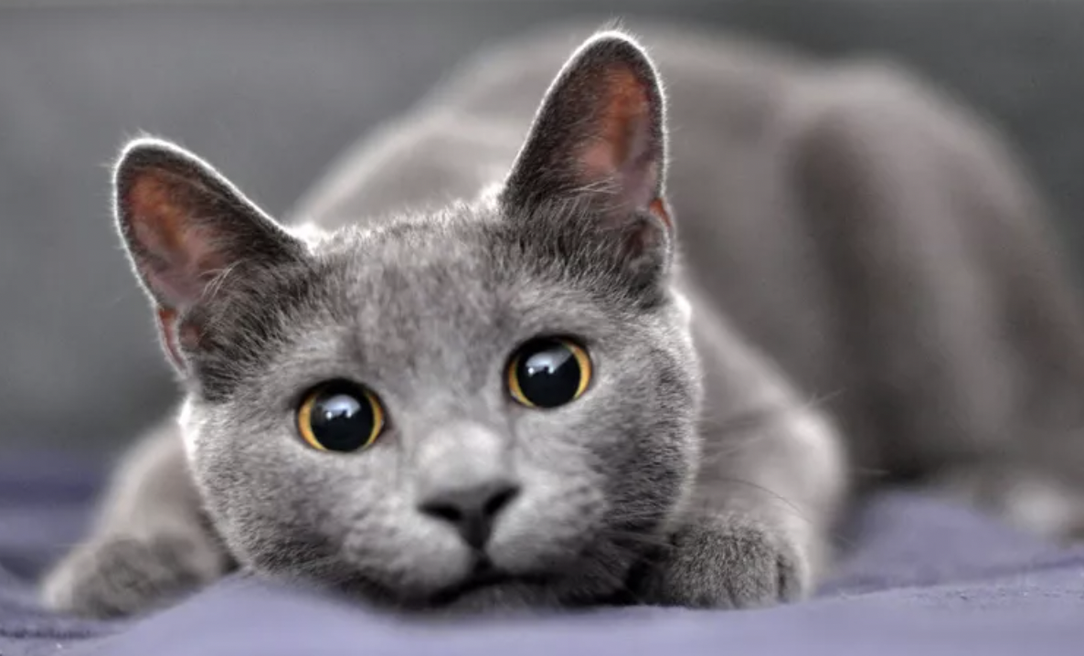 русская голубая кошка