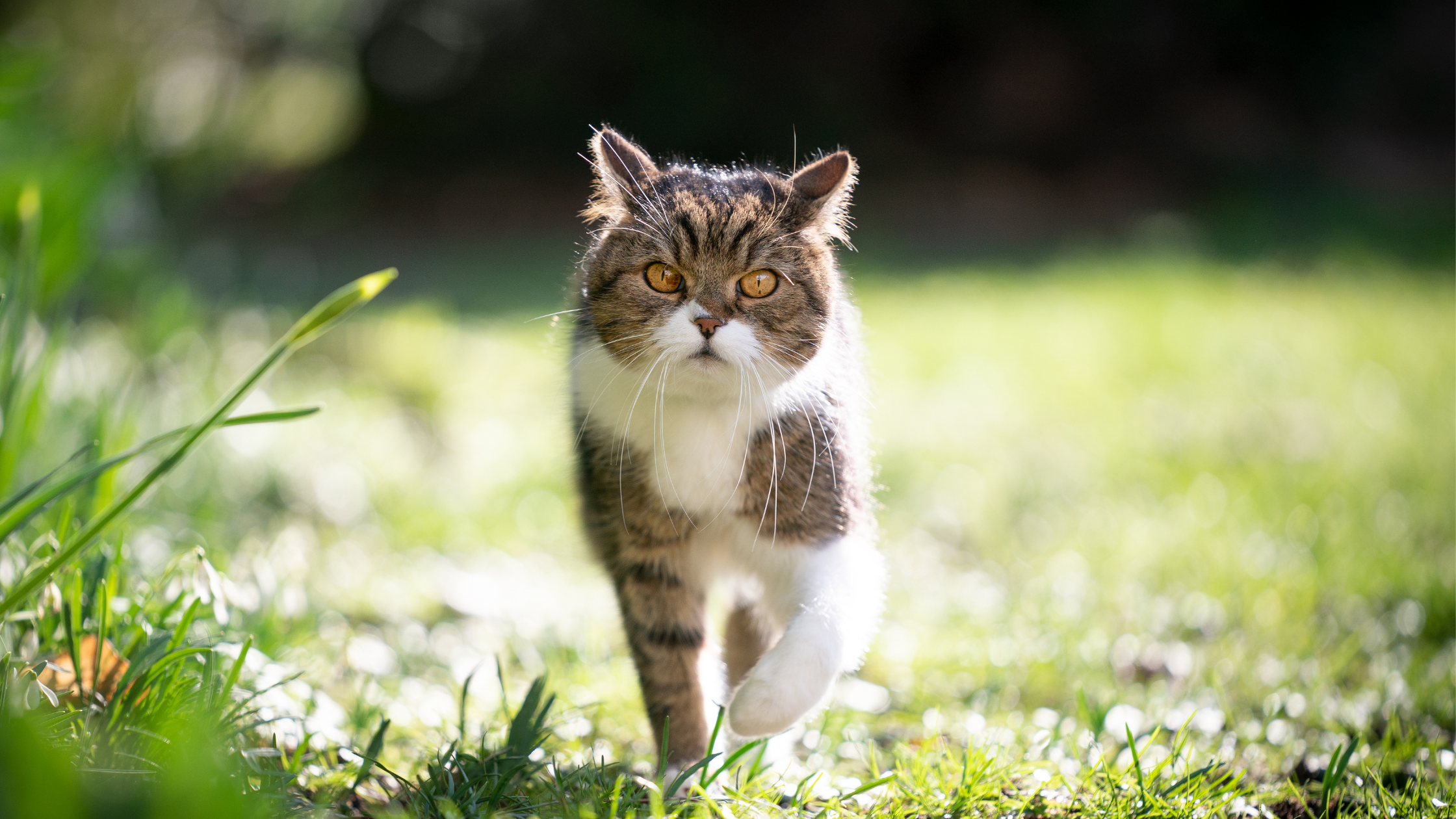 кошка на улице